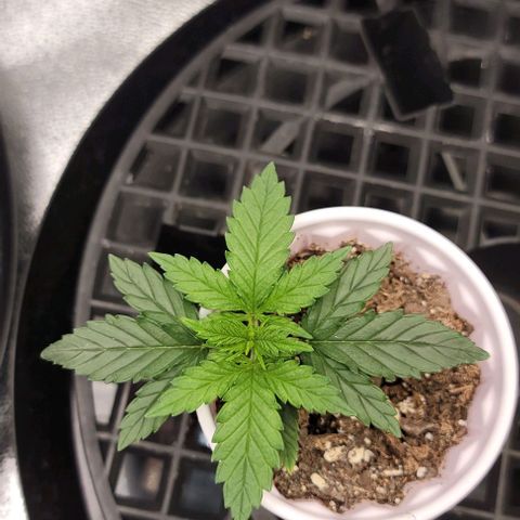 Stardawg growlog timeline photo