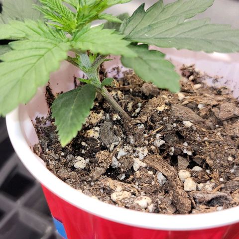 Stardawg growlog timeline photo