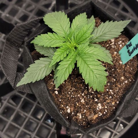 Bruce Banner growlog timeline photo