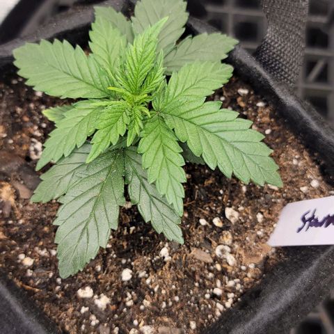 Stardawg growlog timeline photo