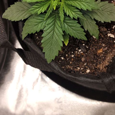 Stardawg growlog timeline photo