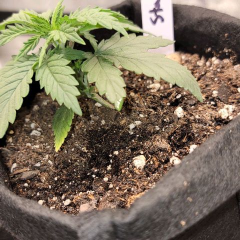Stardawg growlog timeline photo