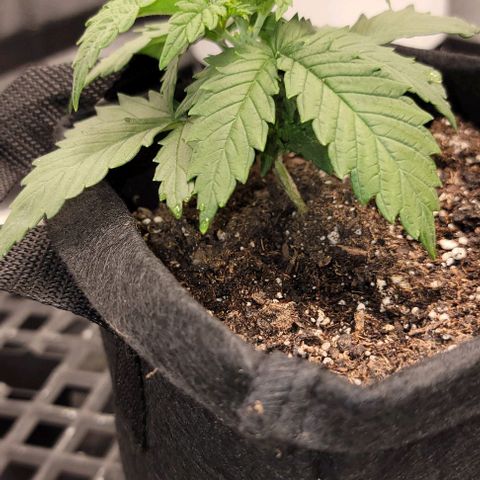 Bruce Banner growlog timeline photo