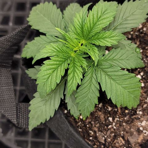 Bruce Banner growlog timeline photo