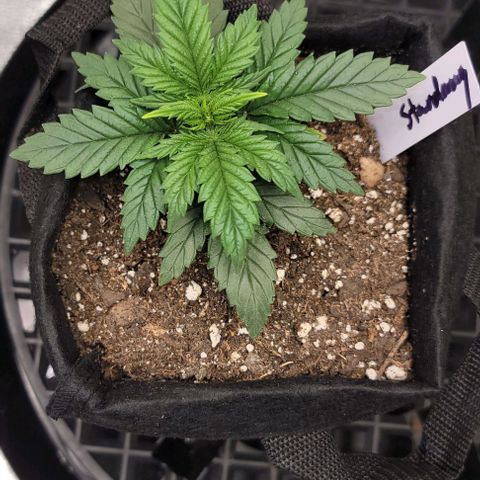 Stardawg growlog timeline photo