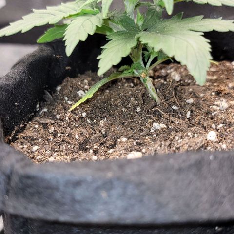 Stardawg growlog timeline photo