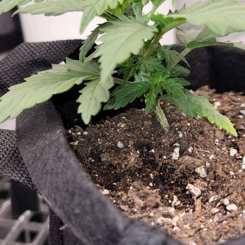 Bruce Banner growlog timeline photo