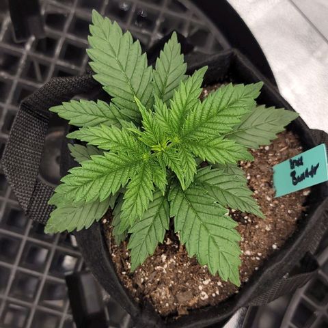 Bruce Banner growlog timeline photo
