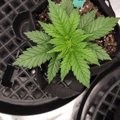 Bruce Banner growlog timeline photo