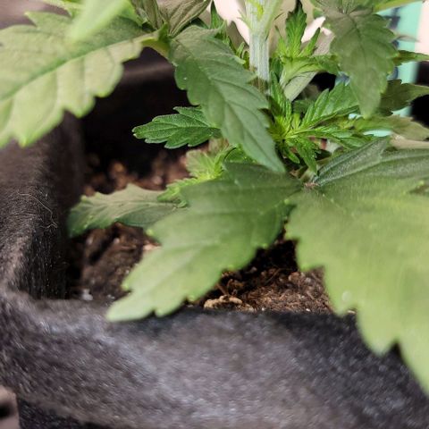 Bruce Banner growlog timeline photo