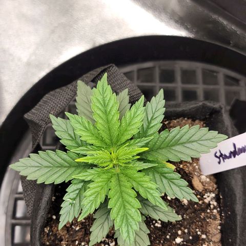 Stardawg growlog timeline photo