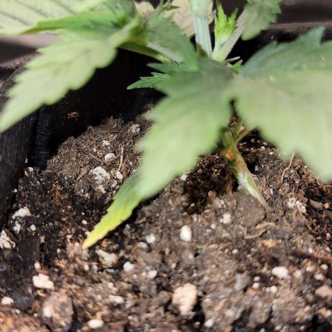 Stardawg growlog timeline photo