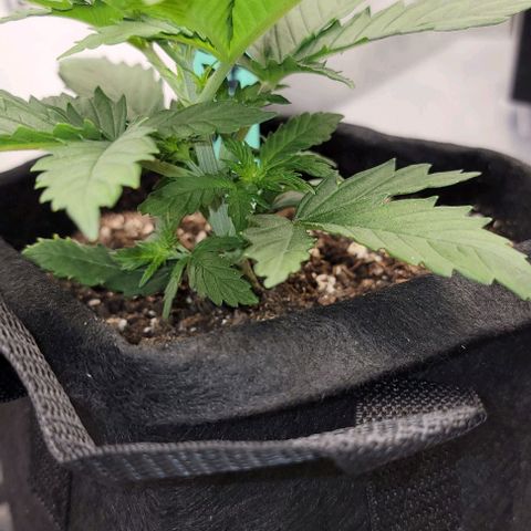 Bruce Banner growlog timeline photo