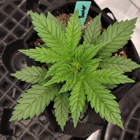 Bruce Banner growlog timeline photo