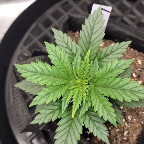 Stardawg growlog timeline photo
