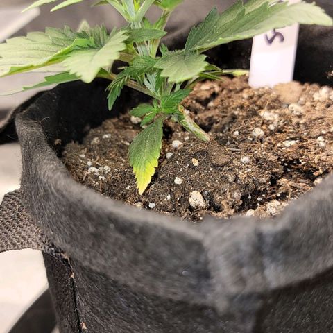 Stardawg growlog timeline photo