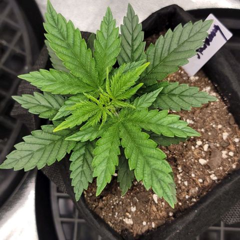 Stardawg growlog timeline photo