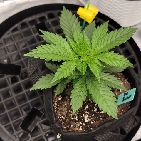 Bruce Banner growlog timeline photo