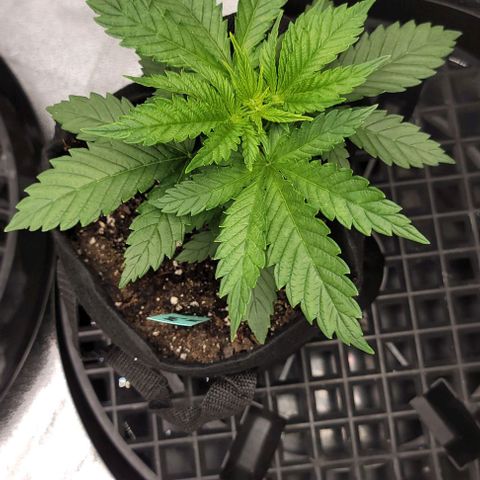 Bruce Banner growlog timeline photo