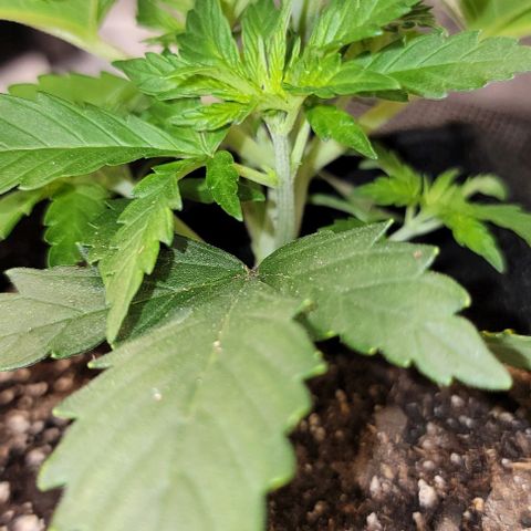 Bruce Banner growlog timeline photo