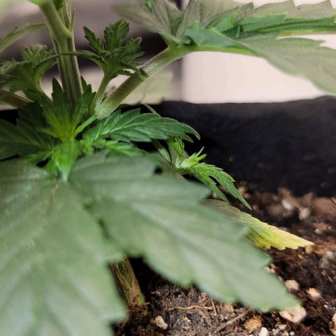 Stardawg growlog timeline photo