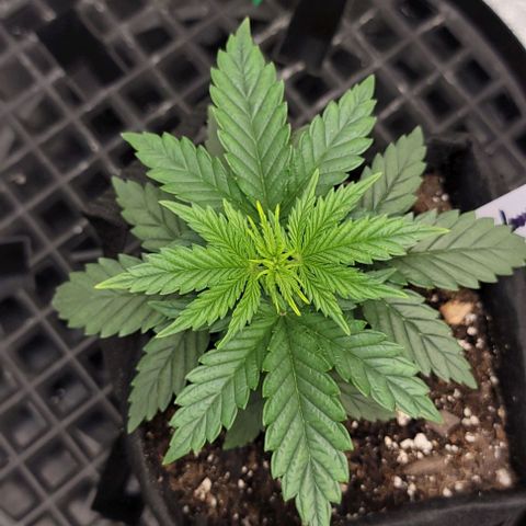 Stardawg growlog timeline photo