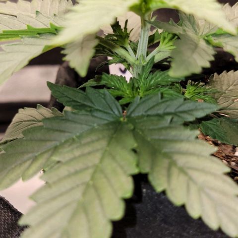 Stardawg growlog timeline photo
