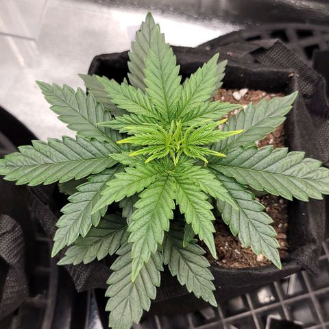 Stardawg growlog timeline photo