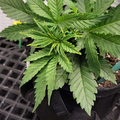 Bruce Banner growlog timeline photo