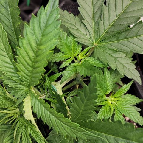 Bruce Banner growlog timeline photo