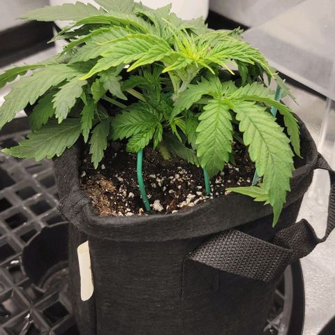 Bruce Banner growlog timeline photo