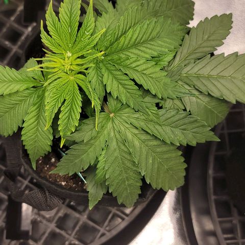 Bruce Banner growlog timeline photo