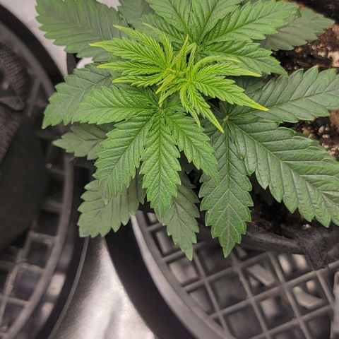 Stardawg growlog timeline photo