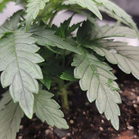 Stardawg growlog timeline photo