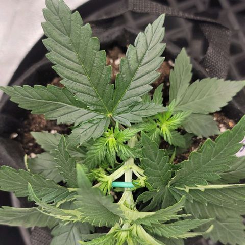 Stardawg growlog timeline photo
