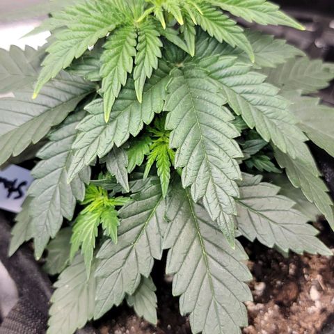 Stardawg growlog timeline photo