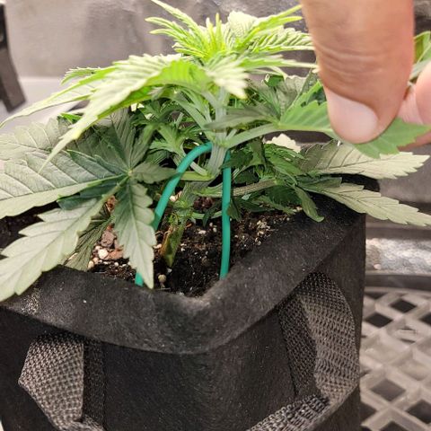 Stardawg growlog timeline photo
