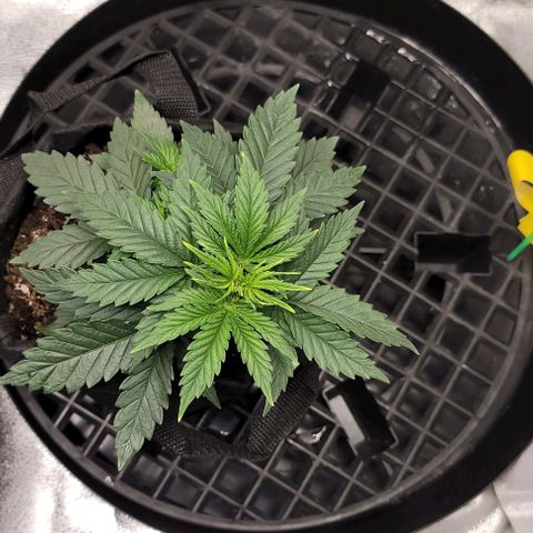Stardawg growlog timeline photo