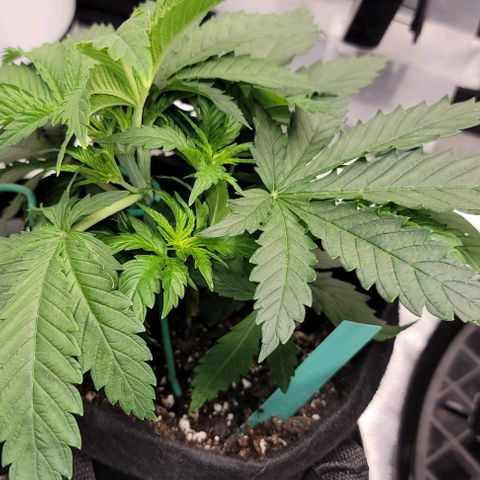 Bruce Banner growlog timeline photo