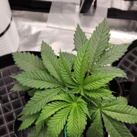 Bruce Banner growlog timeline photo