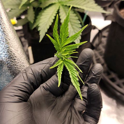 Bruce Banner growlog timeline photo