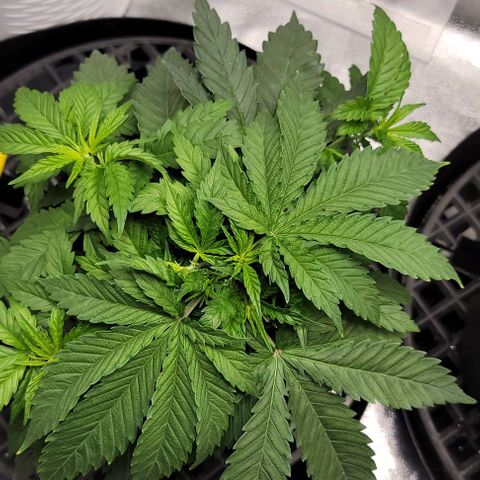 Bruce Banner growlog timeline photo