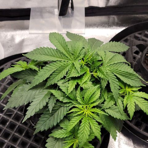 Bruce Banner growlog timeline photo