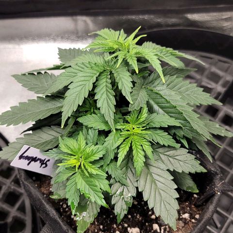 Stardawg growlog timeline photo