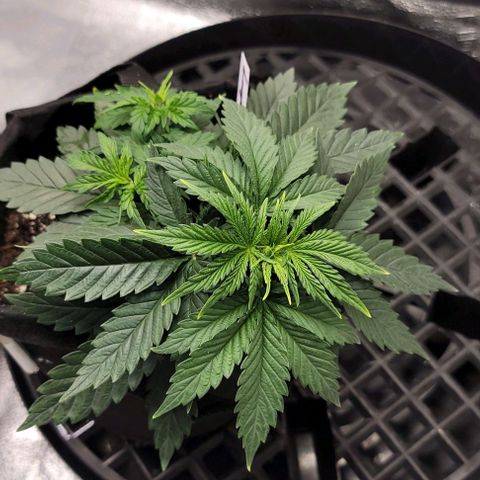 Stardawg growlog timeline photo