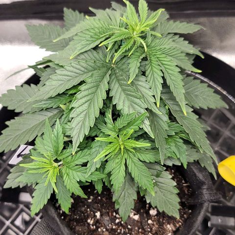Stardawg growlog timeline photo