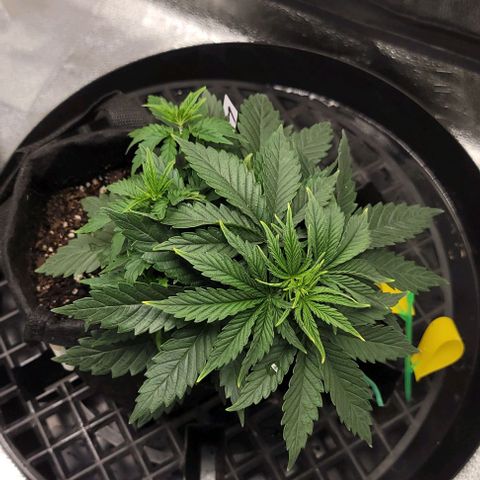 Stardawg growlog timeline photo