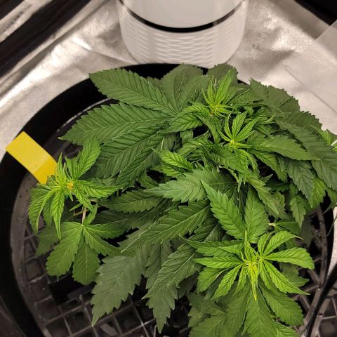 Bruce Banner growlog timeline photo