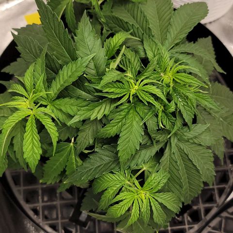 Bruce Banner growlog timeline photo