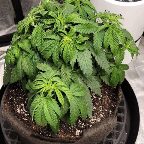 Bruce Banner growlog timeline photo